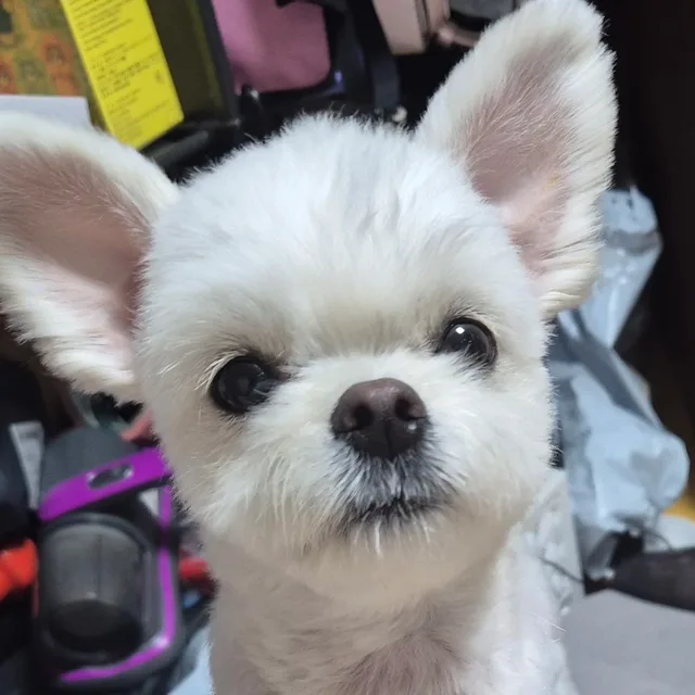 솔솔