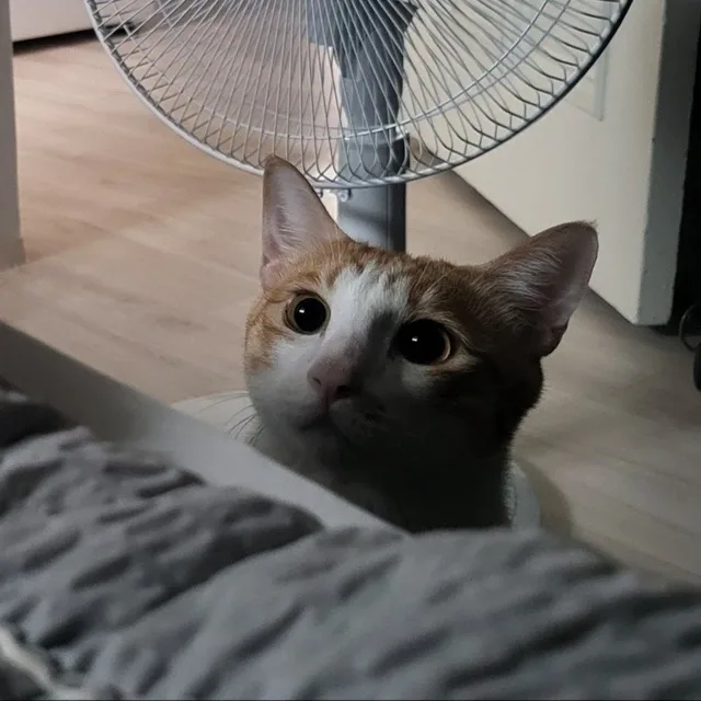 스트레인저