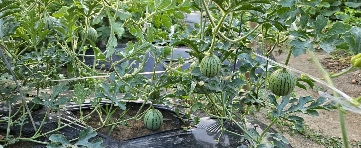 반올림