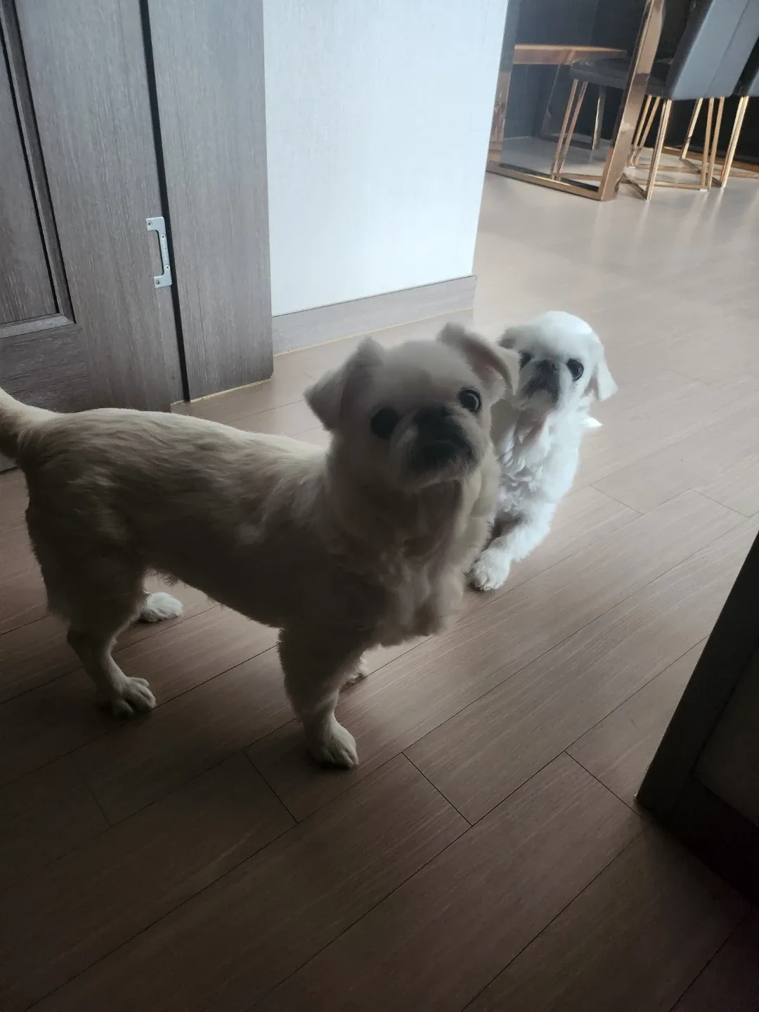 또치치로맘