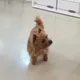 너구리강아지