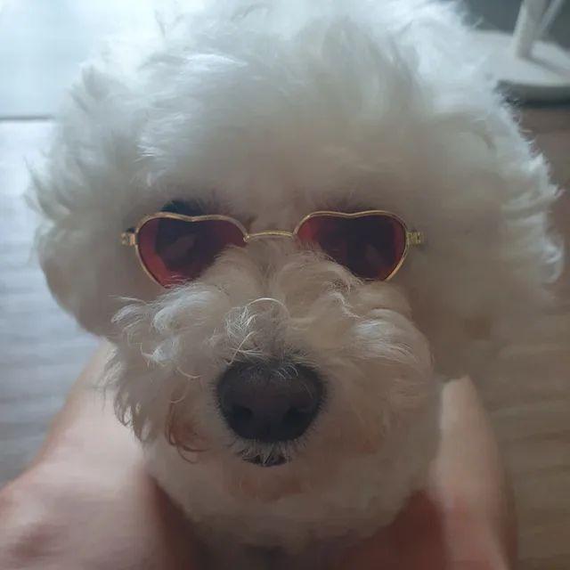 양파