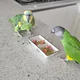 두콩새우