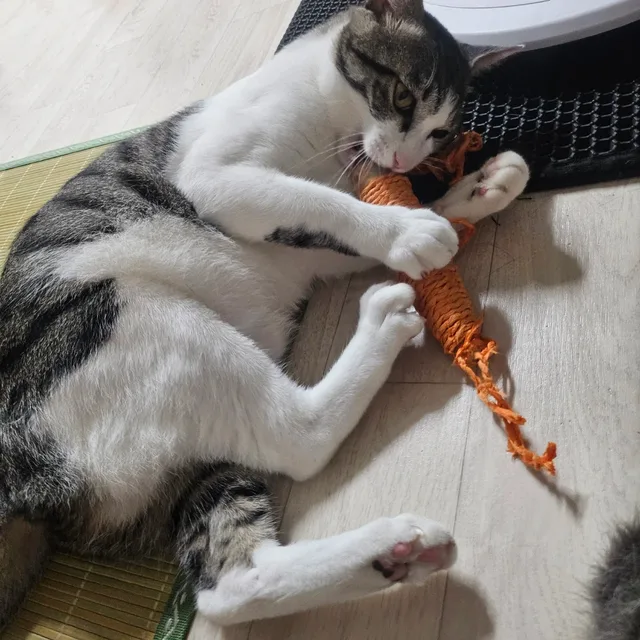 당근문캣