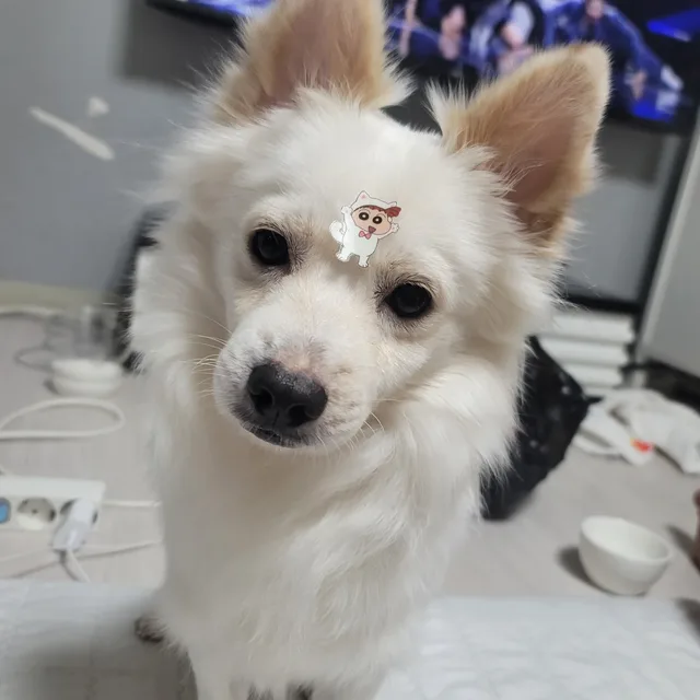 또리
