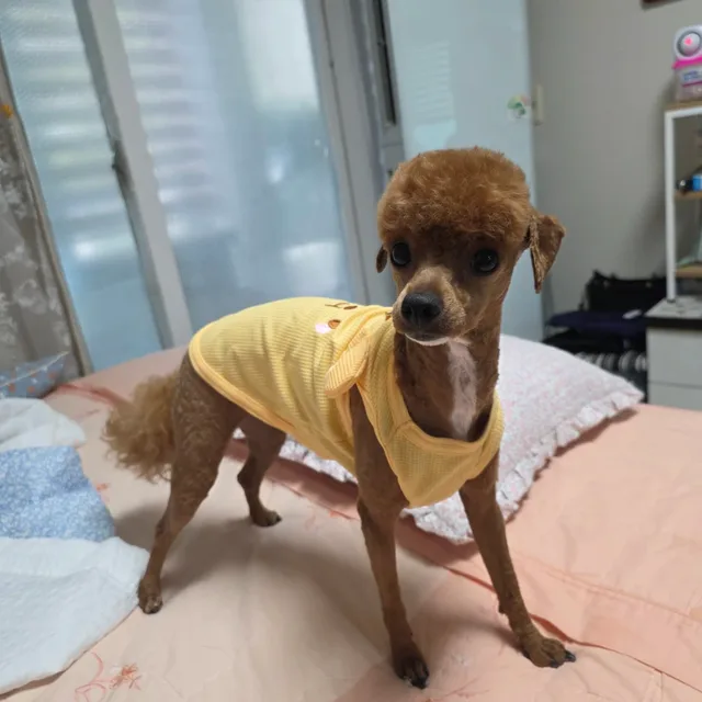 사랑이76여
