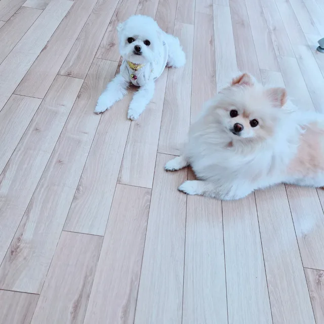 찐짜