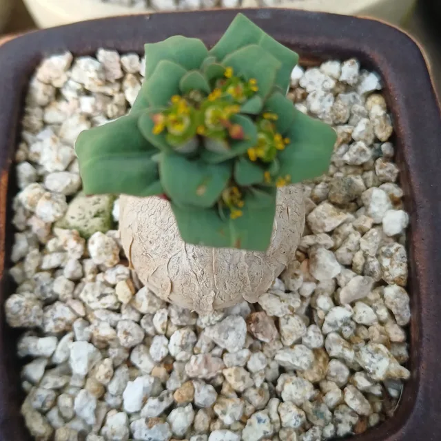 사막의장미