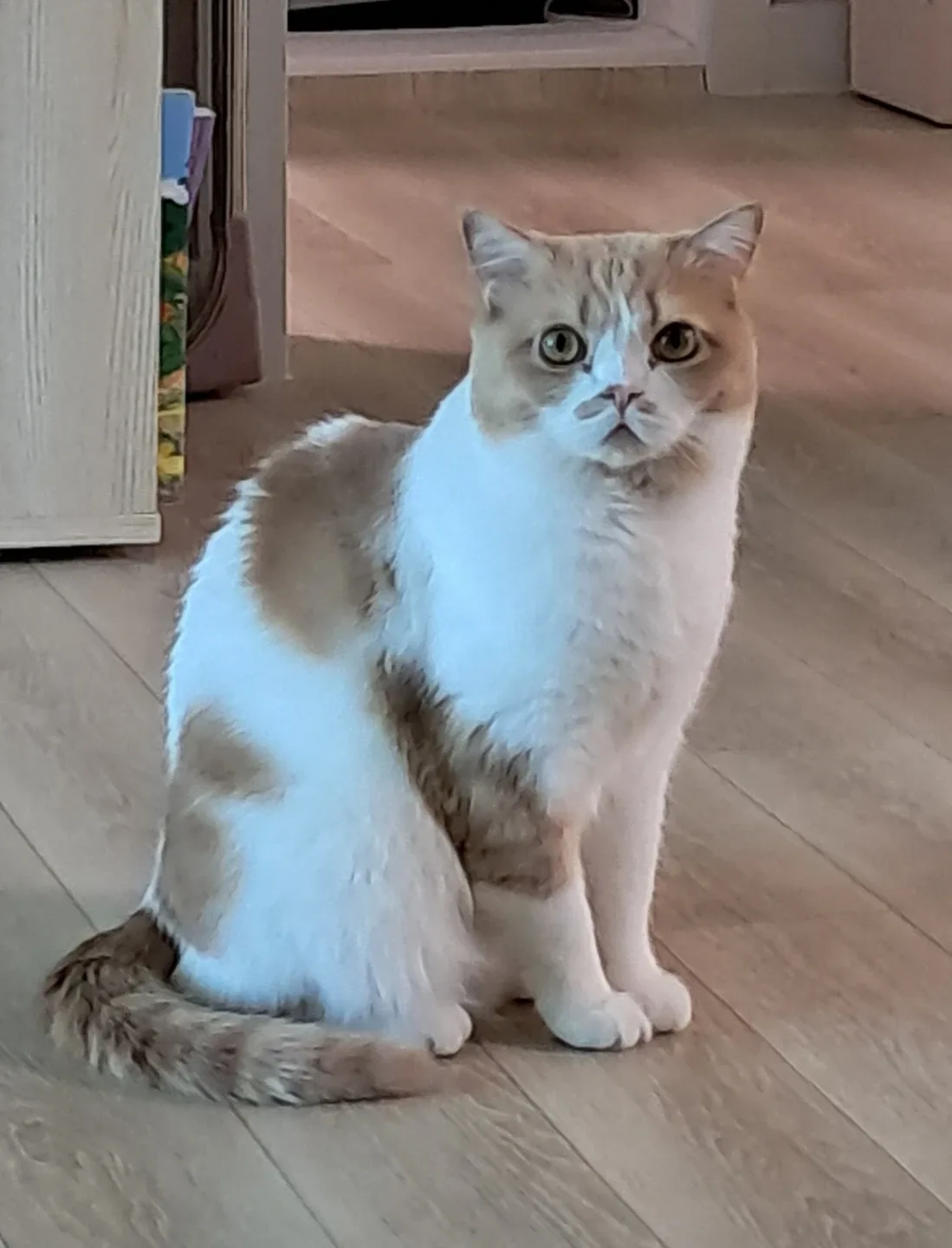 나무늘보마눌