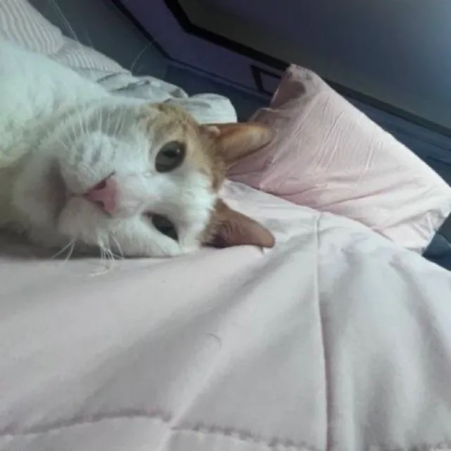헤헤