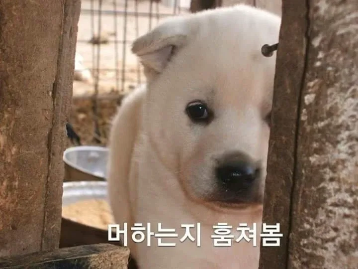 밤박고구마