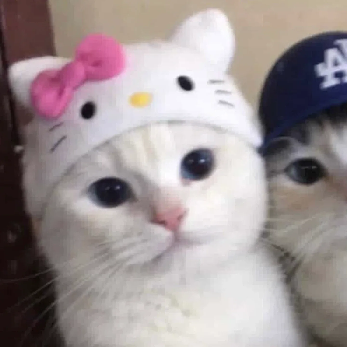 YU