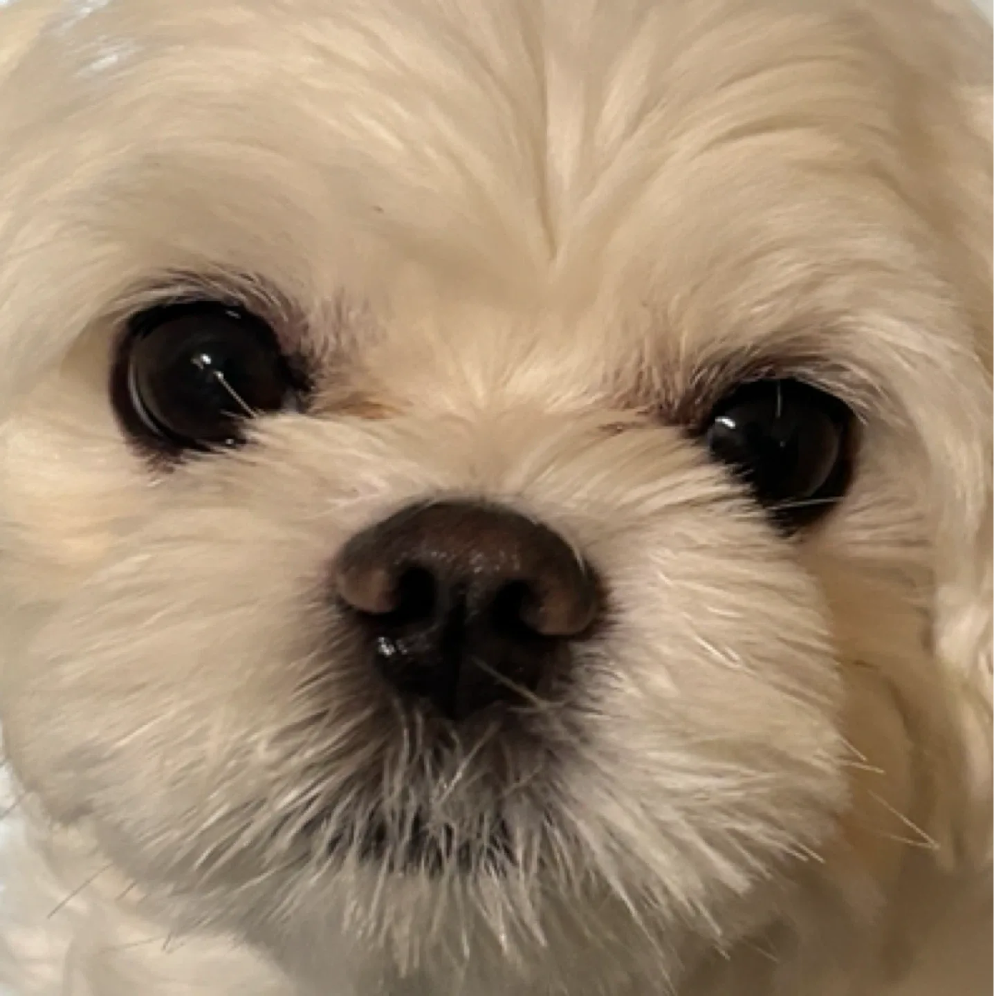 우리씨