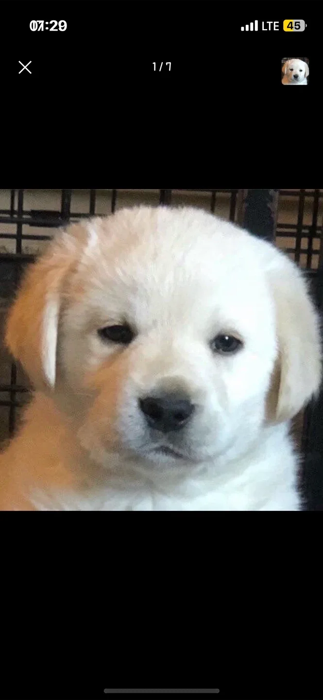 김멍멍