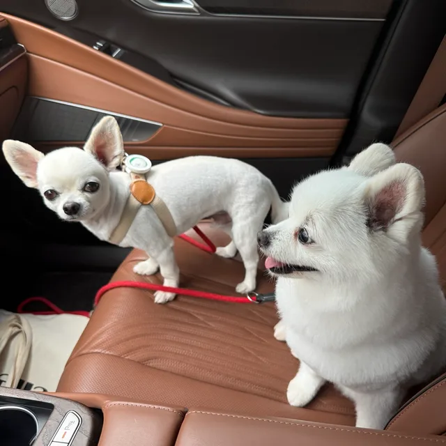 진이