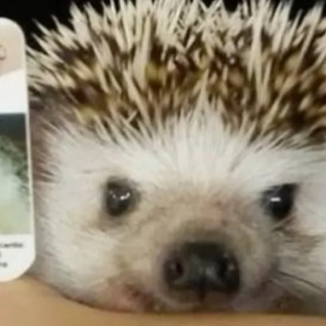오이무침