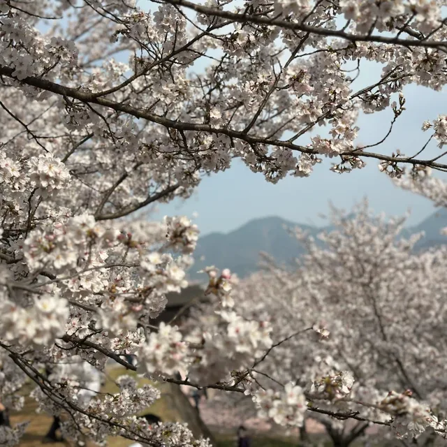 전꼬