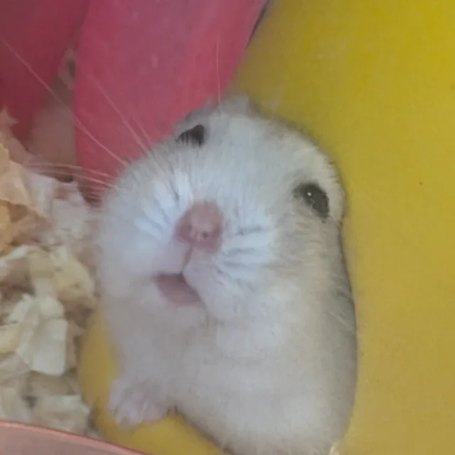 쩡이