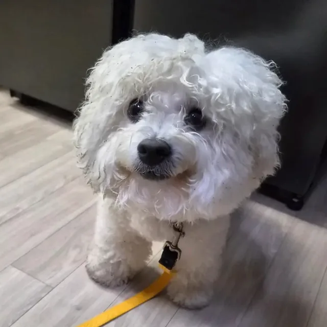 스칼렛맘
