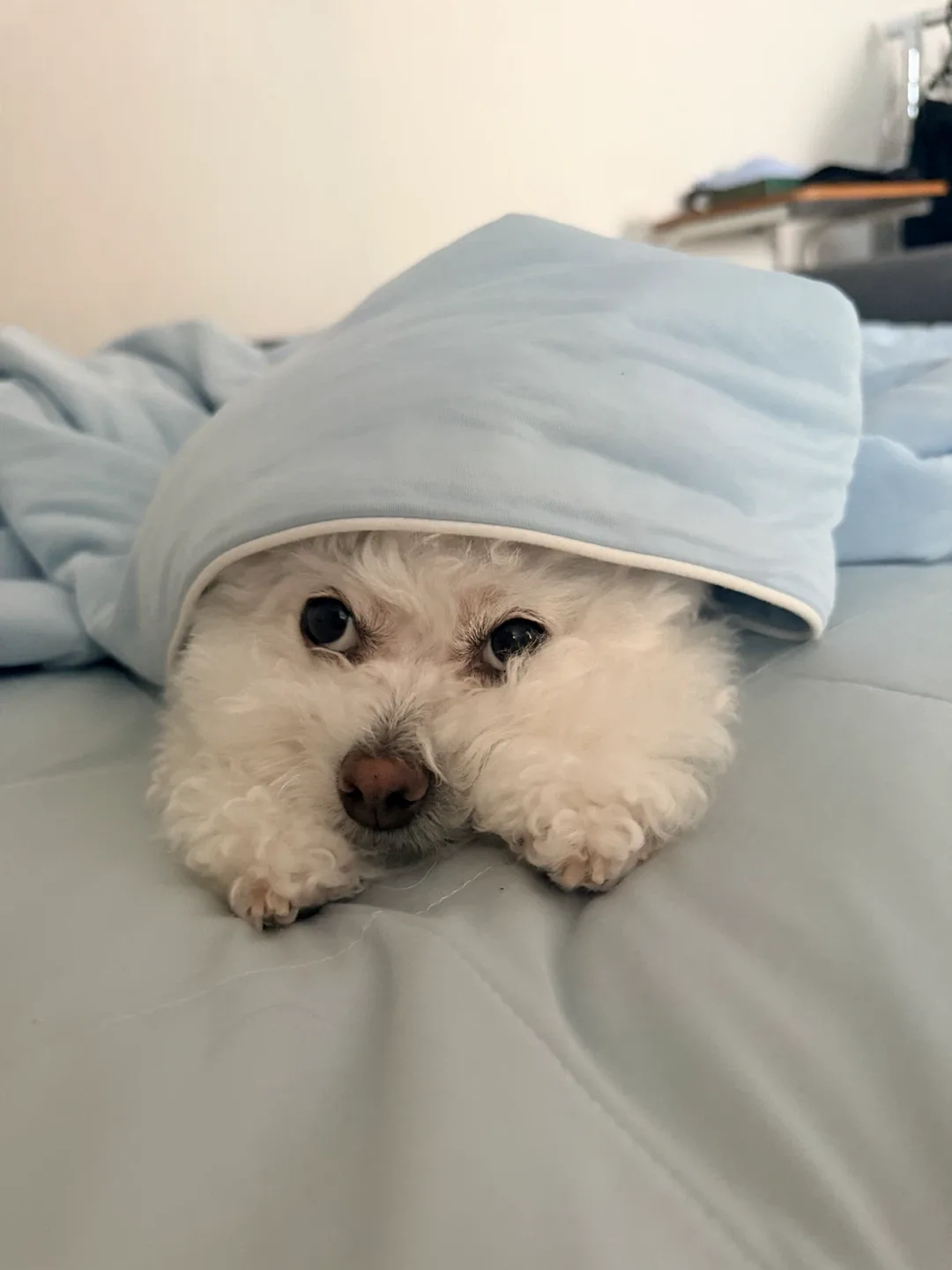 푸리