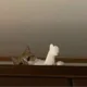 먀오
