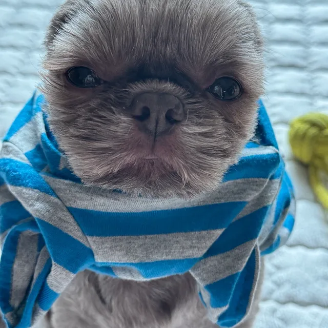 초긍정예자