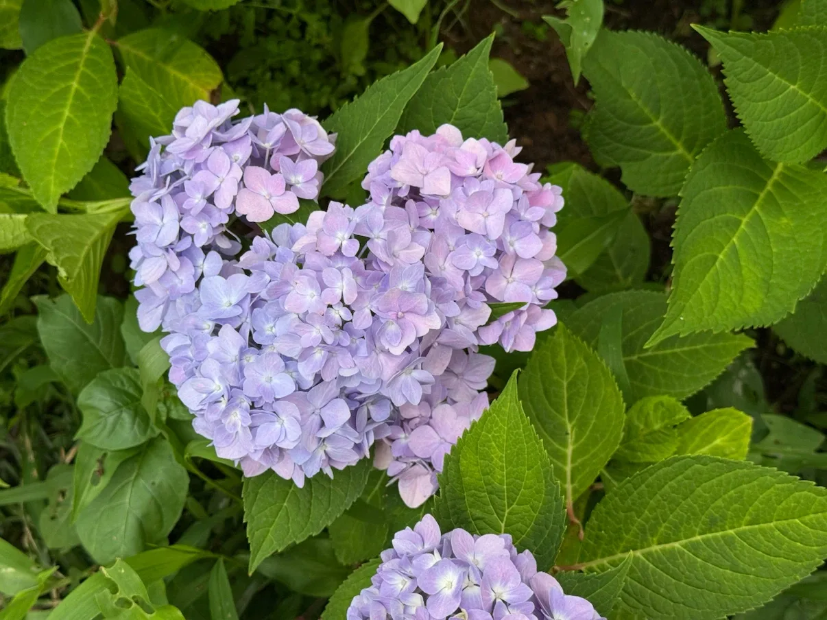 해피해피