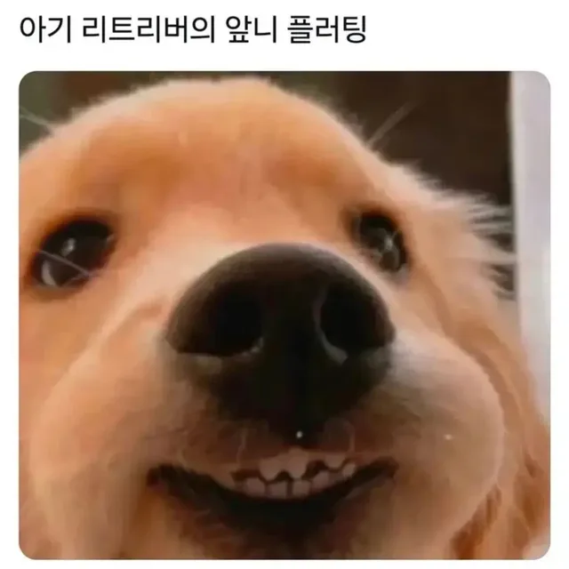 으이으이아