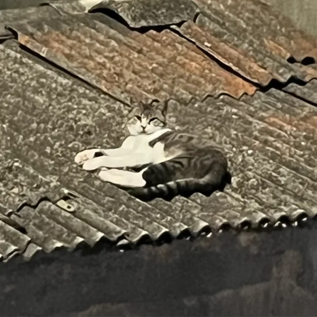 안녕하새욥