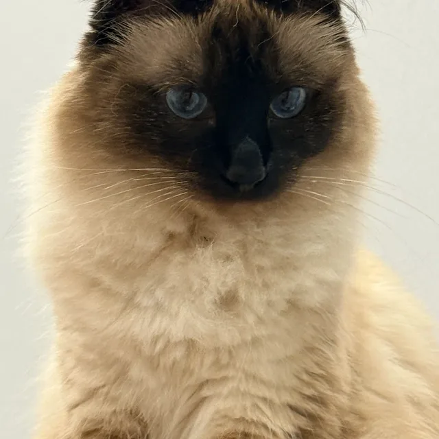 뽀또