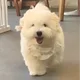 바라카피