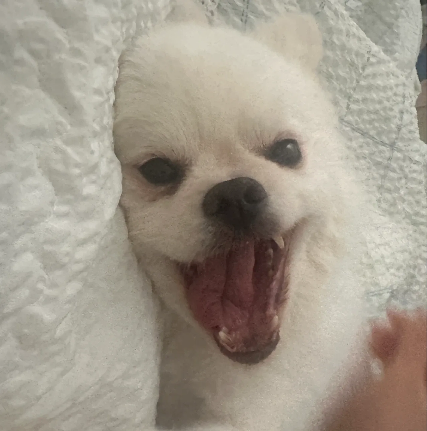 팔공산들개
