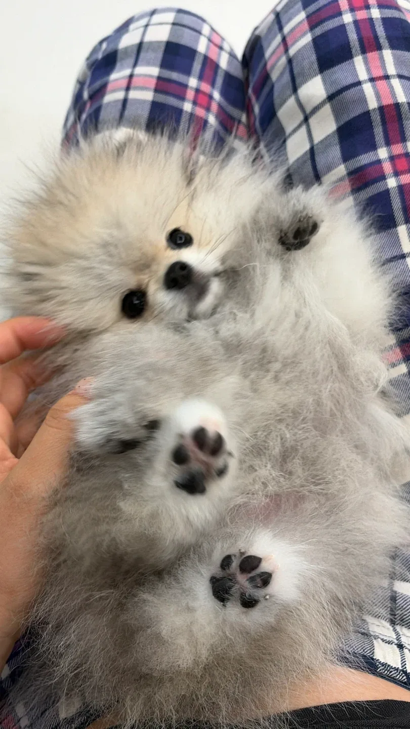 곰고미