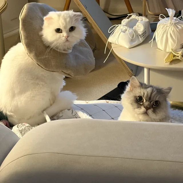 예삐레옹크림