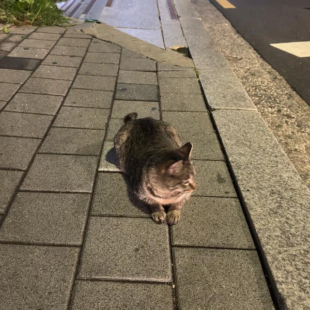 춓효