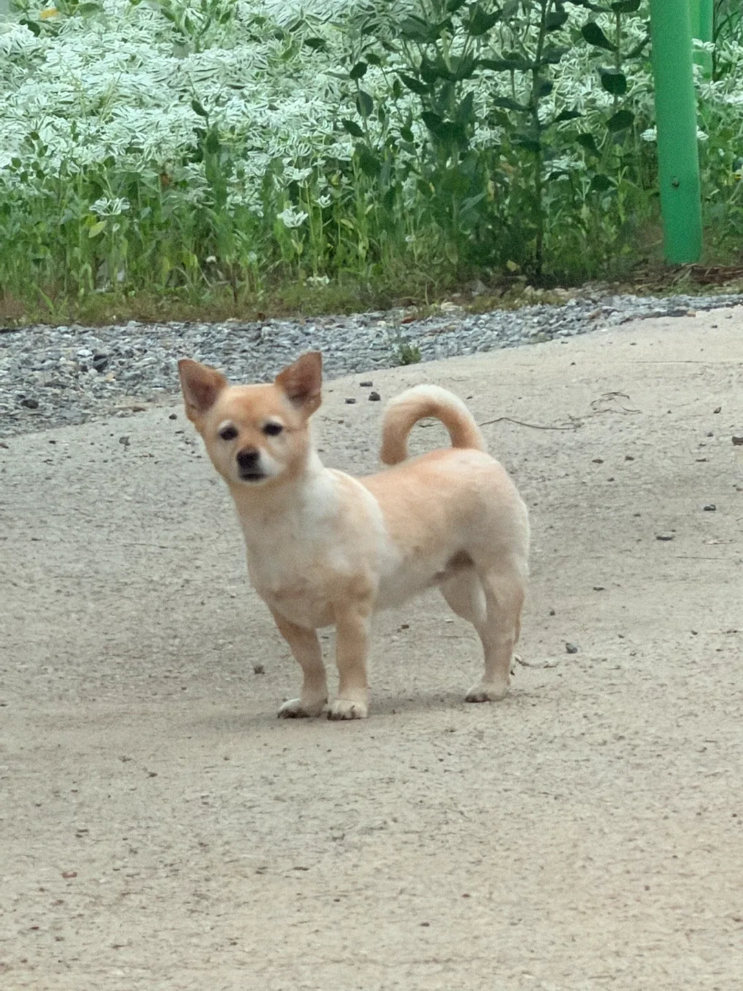 감쟈의당근
