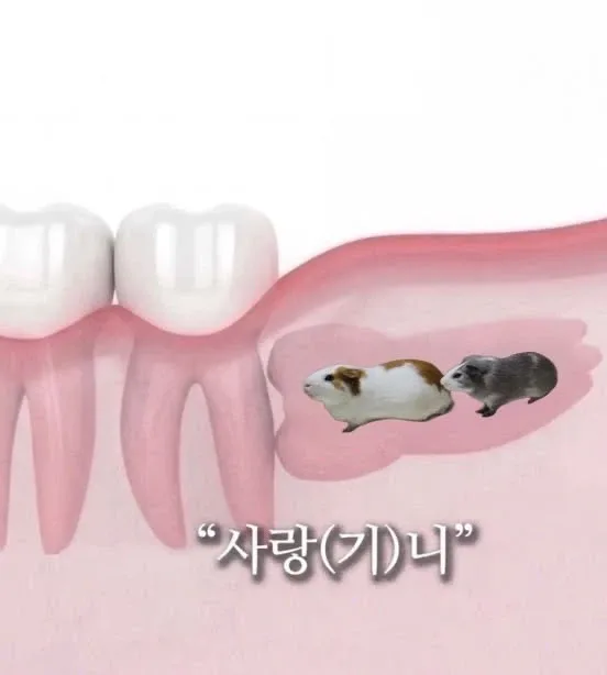 냐옹