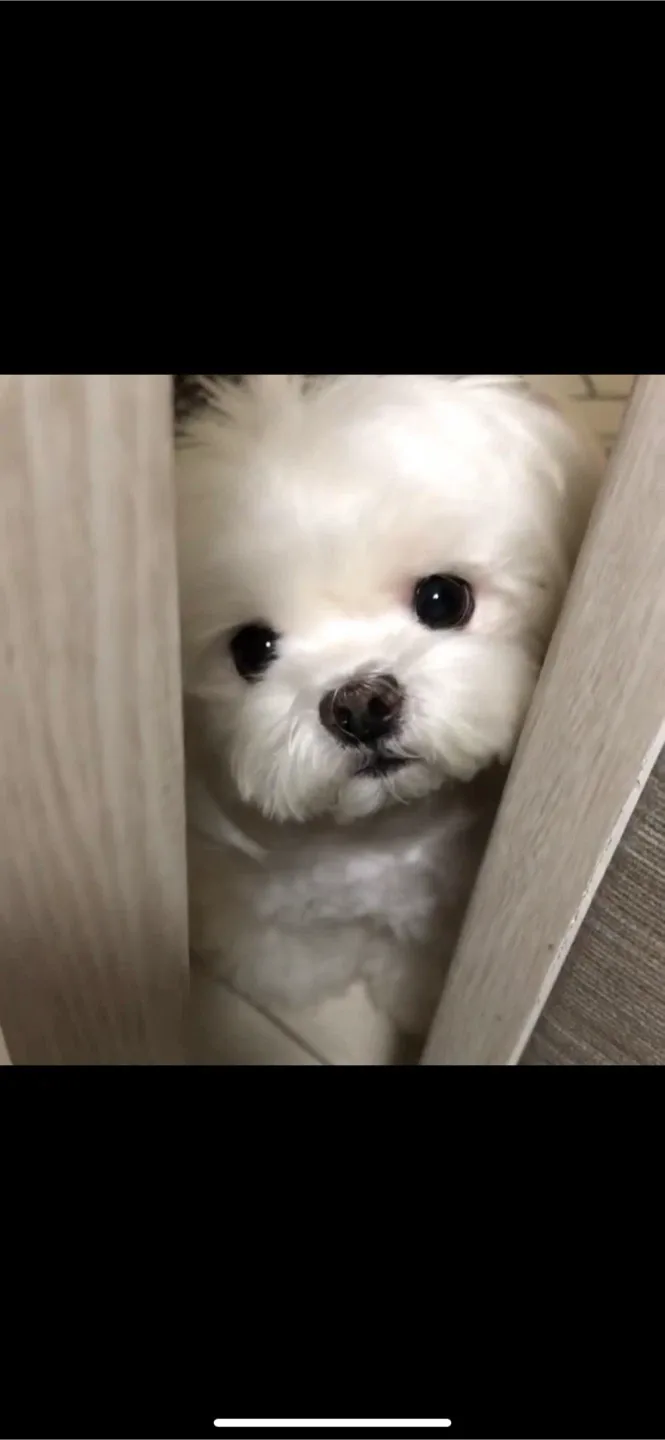 콩콩
