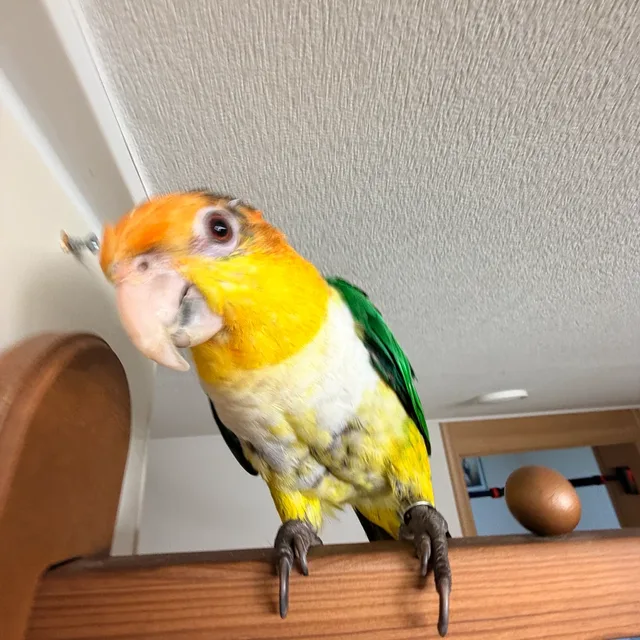 profile