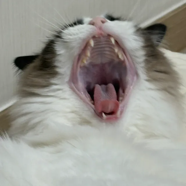 북극에사는용은추워용