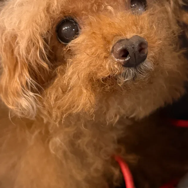 봄이맴