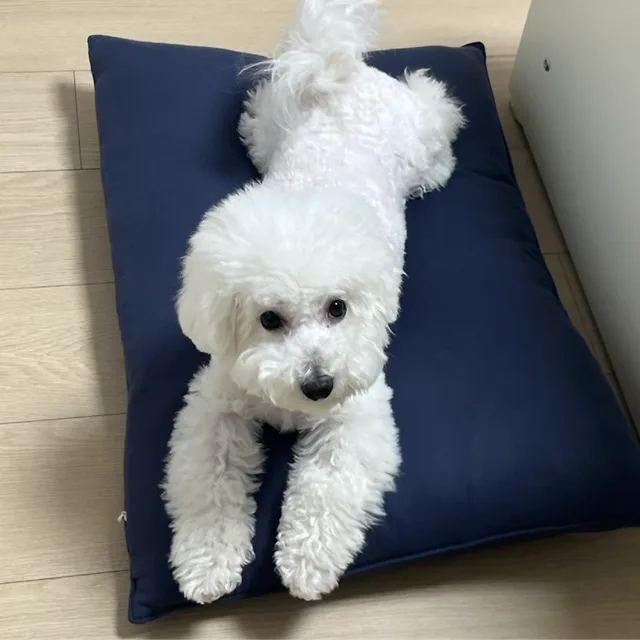 니얼굴마우가