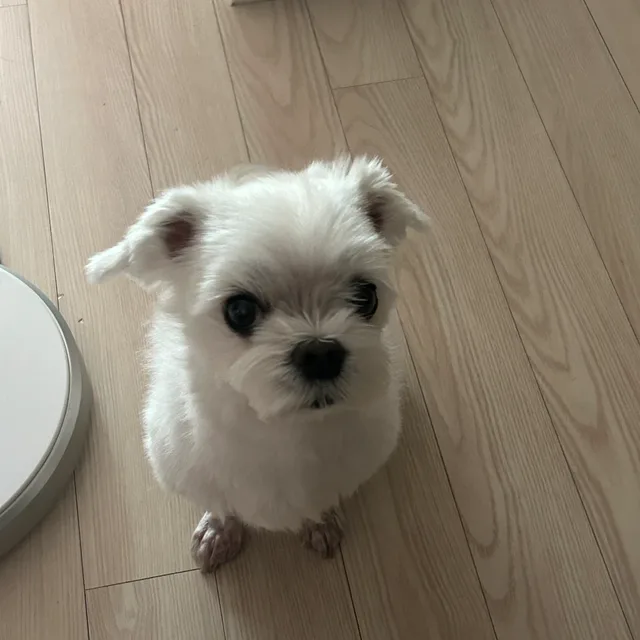 동글이