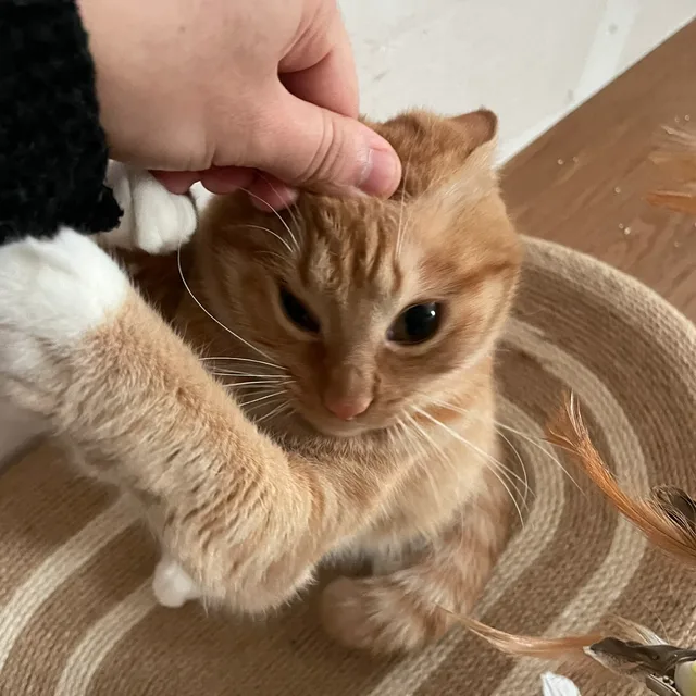 기미히낑