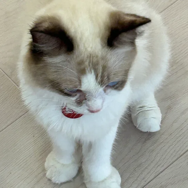 망고