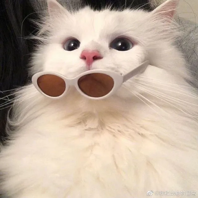 체리블리쉬