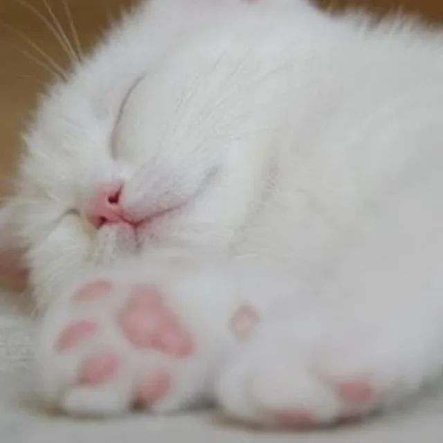 핑꾸젤리