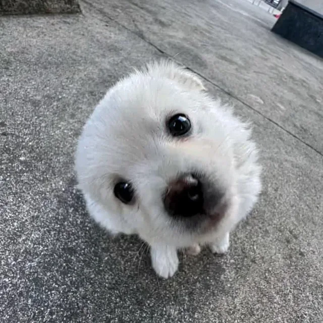모하세오