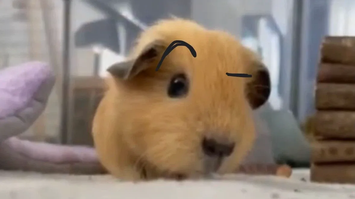 최얌