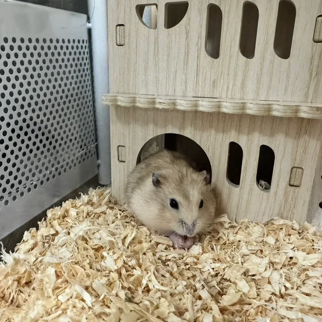 푸딩이네